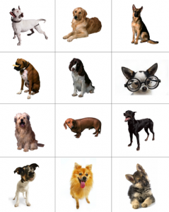 Toddler dog book