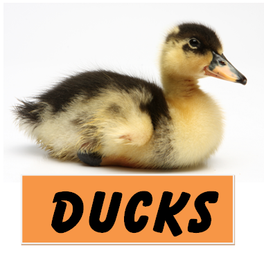 Toddler activities, games, crafts, videos of animals: DUCKS!